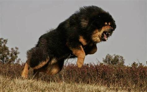 Tibetan Mastiff Mastiff Dog Breeds Giant Dog Breeds Tibetan Mastiff Dog