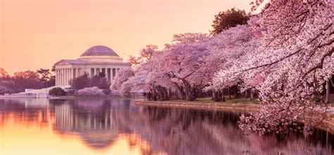 Washington Dc Cherry Blossoms Ultimate 2023 Festival Guide Southern