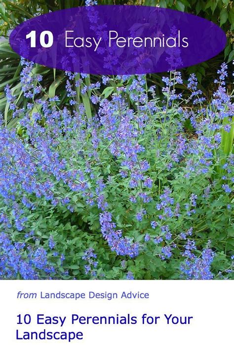 Fabulous Colorful Low Maintenance Perennials For Your Garden