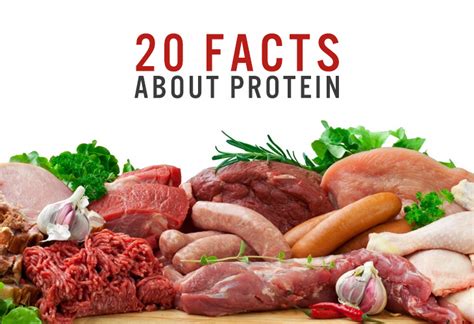 20 Facts About Protein You Probably Didn T Know Fitness Codes™