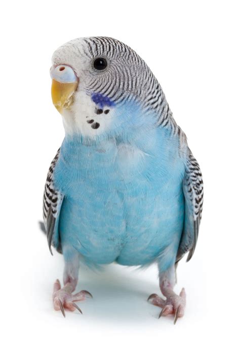 Blue Parakeet