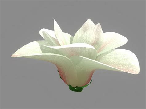 White Flower 3d Model Maya Files Free Download Cadnav