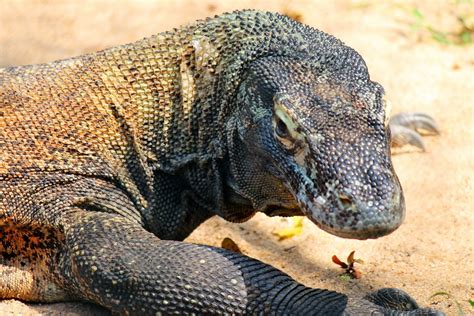 Comodo Dragon Lizard Reptile Free Photo On Pixabay Pixabay