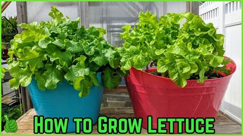 How To Grow Lettuce In Containers For Beginners Easy Simple Way