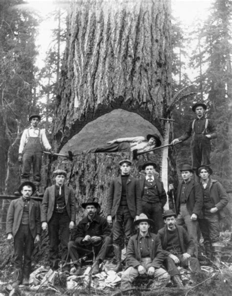 Vintage Photos Of Us Loggers Doing What They Do Best 15 Pics