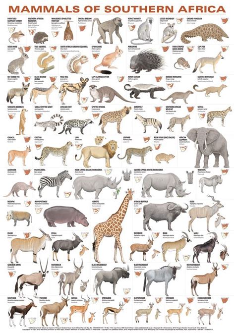 Mammals Of Southern Africa Poster Rare Animals Africa Animals