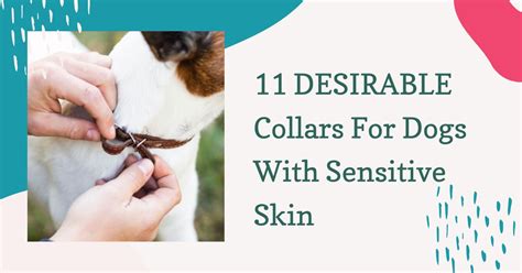 11 Desirable Collars For Dogs With Sensitive Skin Groomers Land