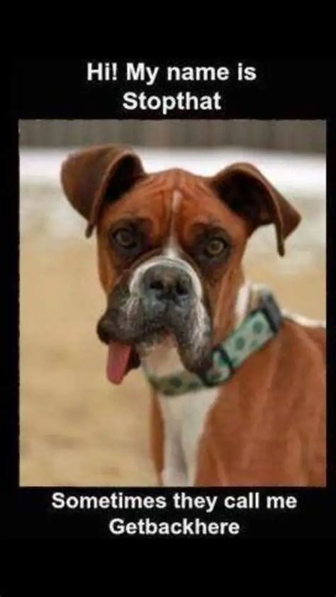 The 32 Funniest Boxer Dog Pics Memes Known To Man Page 5 Of 8 The
