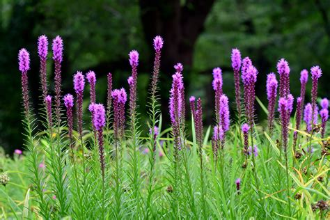 Prairie Blazing Star: Care and Growing Guide