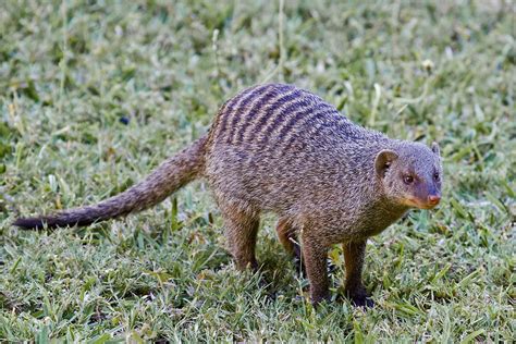 Botswana And Zambia Banded Mongoose Mongoose Interesting Animals