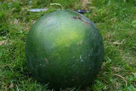 How To Grow Sugar Baby Watermelons Dengarden