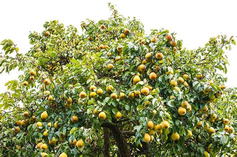 Fruit Tree Spacing How Far Apart To Plant Gardeners Path