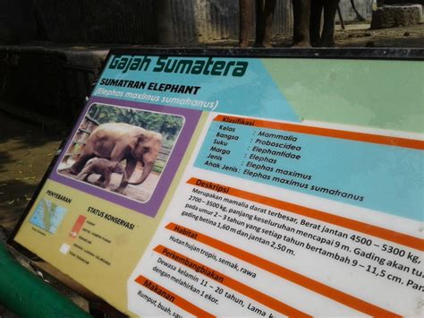 Tip Mengunjungi Kebun Binatang Ragunan Dengan Nyaman Wego Indonesia
