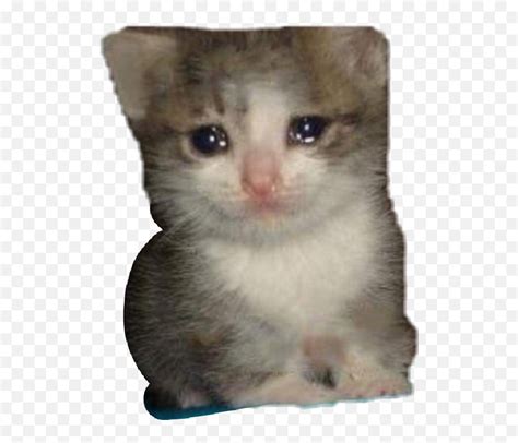 Sad Cat Meme Png 4 Image Crying Cat Memesad Cat Png Free