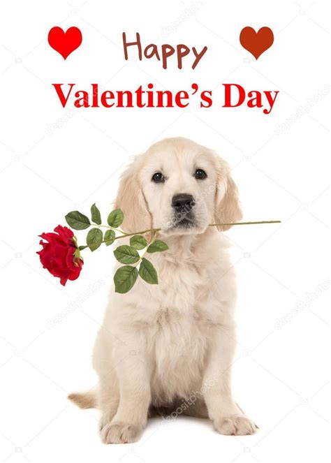 If valentines day is coming it is necessary that you wish your friend,your lover, husband or wife. Golden retriever puppy with a red rose and Happy Valentine ...