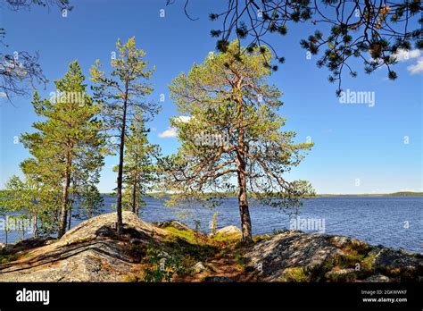 Beautiful Karelian Landscape Rocks Pine Trees Sky And Water Lake