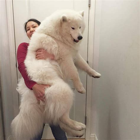 The Samoyed Snow Dog In Winter And In Summer Pethelpful