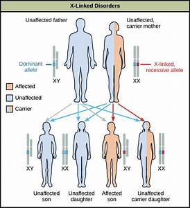  Linked Inheritance Characteristics Disorders Examples