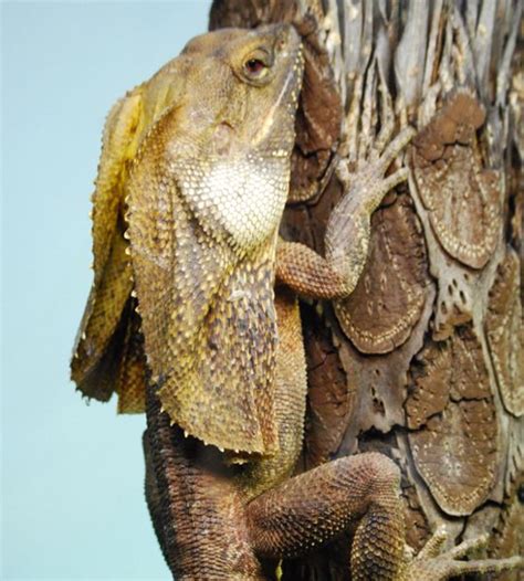 Frill Necked Lizard Frilled Lizard Animal Facts And Information