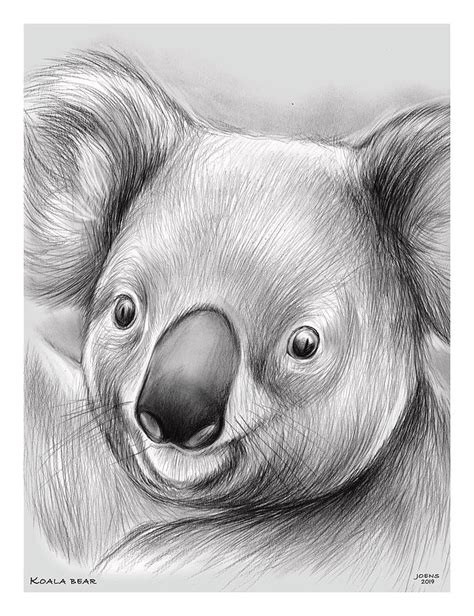 How To Draw A Koala Realistic Aesthetic Drawing