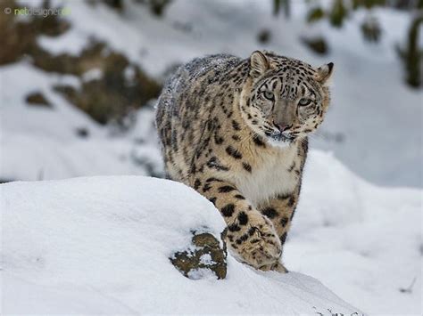 Snow Leopard Snow Leopard Walking In The Snow Snow Leopard Leopards Wild Cats