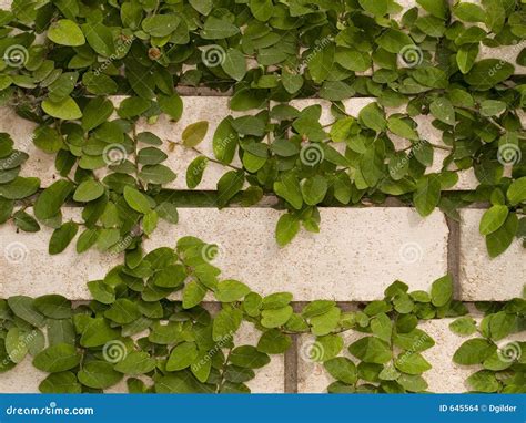Green Ivy On Wall Stock Photo Image Of Pattern Dirty 645564