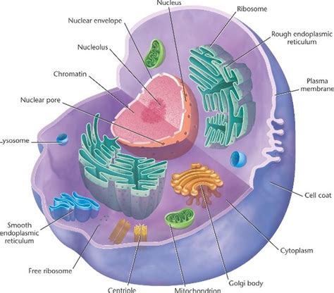 Animal Cell Diagram Labeled Animal Cell Project Animal