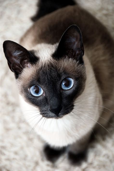 Blue Eyes By Miu Miu 500px Cute Cats Pretty Cats Beautiful Cats