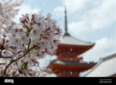 Cherry Blossom Sakura And The Five Story Pagoda At Daigo Ji Temple