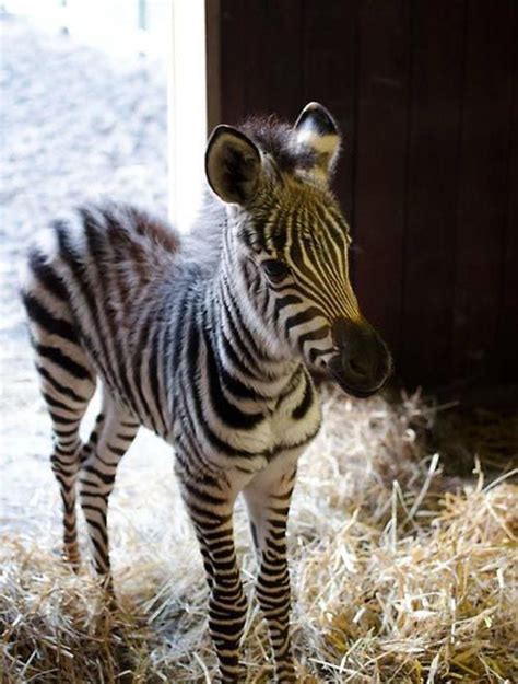 Baby Zebra Cute Pinterest