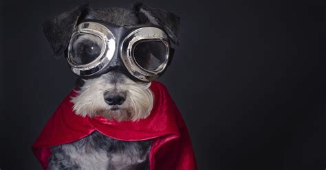 7 Real Life Reasons Your Dog Is A Furry Superhero Huffpost