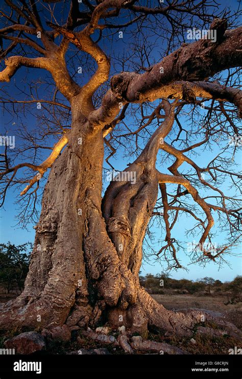 Baobab Tree In The Evening Alldays Limpopo Province South Africa