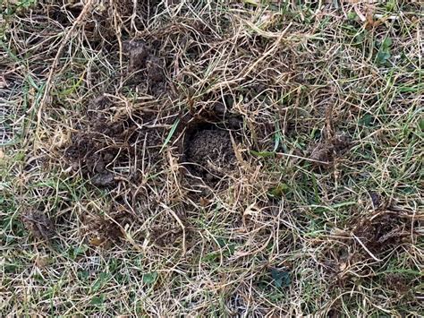 Help What Is Doing This To My Lawn — Bbc Gardeners World Magazine