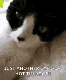 Meow Protest Gif Meow Protest Cute Discover Share Gifs