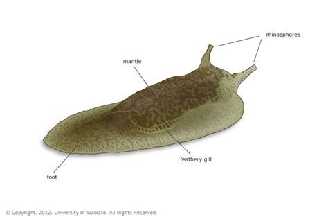 Grey Side Gilled Sea Slug Sketch — Science Learning Hub