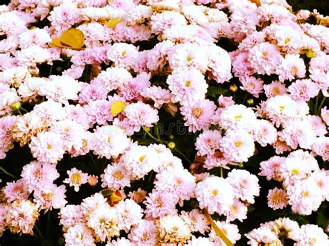 Beautiful Chrysanthemum Flower Background Stock Photo Image Of Flora
