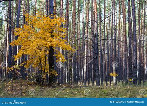 Maples In The Autumn Forest Stock Image Image Of Autumn Time 61035895