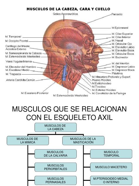 Musculos Cara Cabeza Cuello Anatomía Humana Sistema