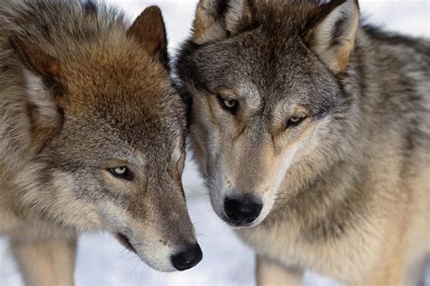 Captive Close Up Wolves Interacting Photograph By Steven Kazlowski