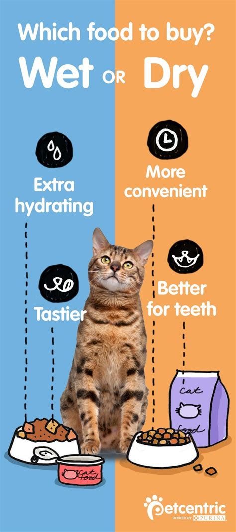 Kitten Feeding Schedule From Newborn To One Year Daily Paws Ph