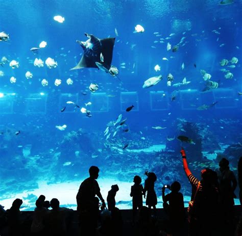 Größtes Aquarium Singapurs Unerschöpfliche Jagd Nach Rekorden Welt