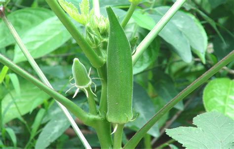 How To Grow Okra In Garden Containers
