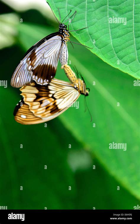 Two Swallowtail Butterflies On A Plant Stock Photo Alamy