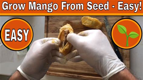 How To Grow A Mango Tree From Seed Days 0 17 Youtube