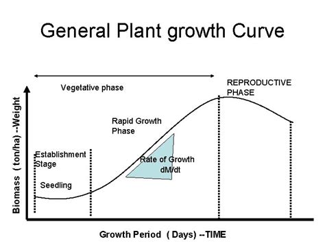 Source Sink System General Plant Growth Curve Reproductive