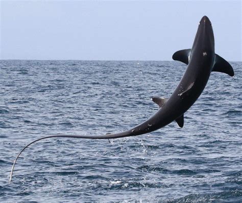 Thresher Sharks Like To Breach Often Rthedepthsbelow