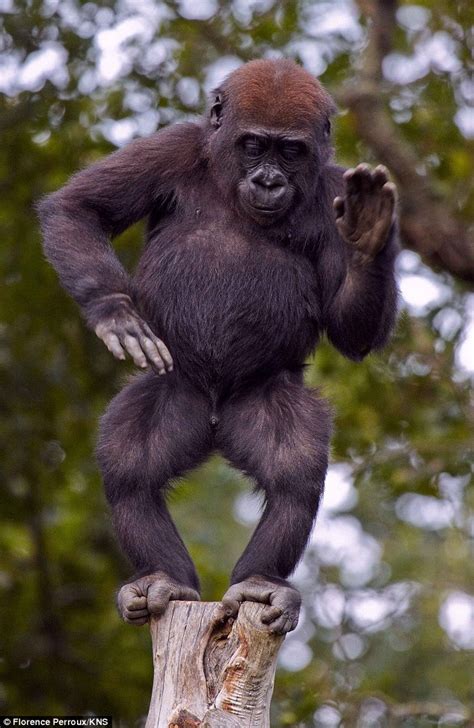 The Animal Blog — Pole Dancing Gorilla