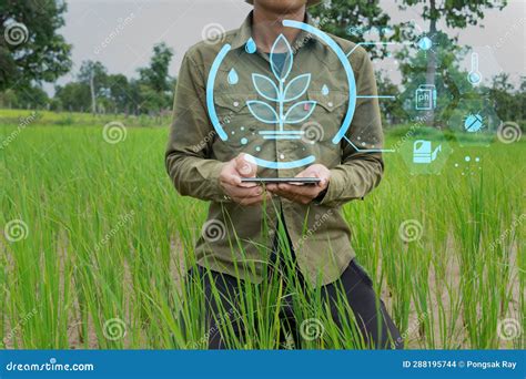 Farmers Are Monitoring Rice In Farmland With Mobile Phones Stock Photo