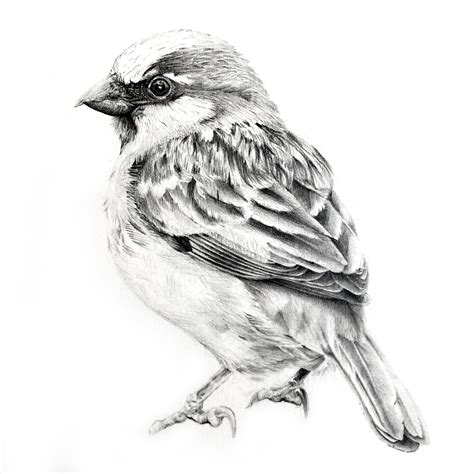 Sparrow Illustration Pencil Bird Pencil Drawing Sparrow Art