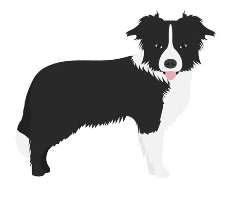 Free Border Collie Silhouette Download Free Border Collie Silhouette